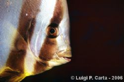 BATFIIIISSSHHHH... Marsa Alam, canon eos1n + 100mm macro ... by Luigi Carta 